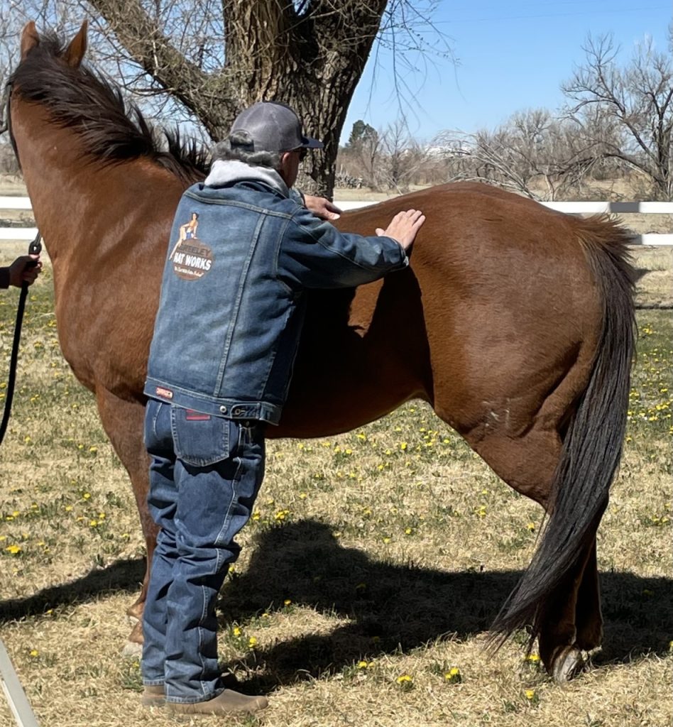 Equine Chiropractor in Colorado Springs, CO